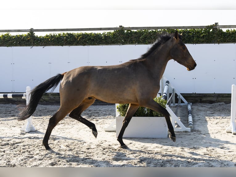 KWPN Stallone 4 Anni 161 cm in Waddinxveen