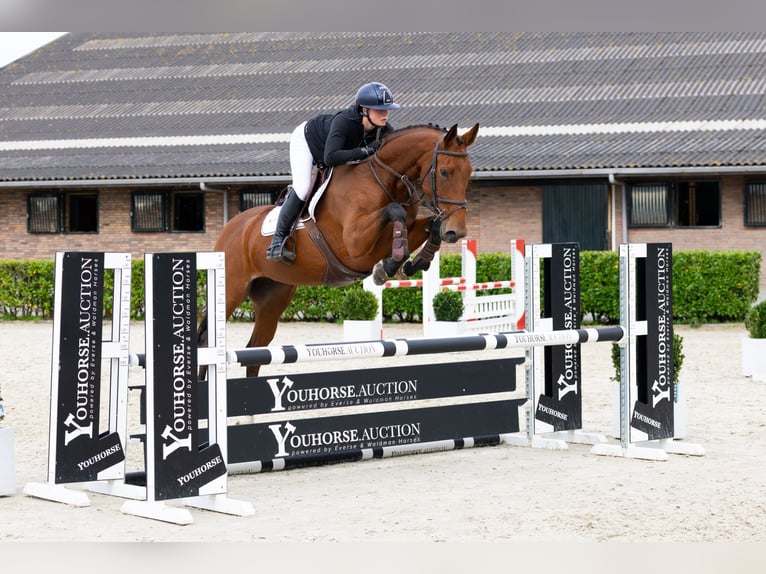 KWPN Stallone 4 Anni 163 cm Baio in Waddinxveen KWPN Stallone 4 Anni 163 cm Baio in Waddinxveen