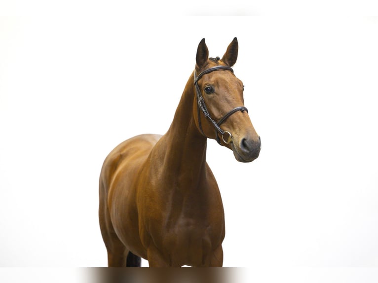 KWPN Stallone 4 Anni 163 cm Baio in Waddinxveen KWPN Stallone 4 Anni 163 cm Baio in Waddinxveen