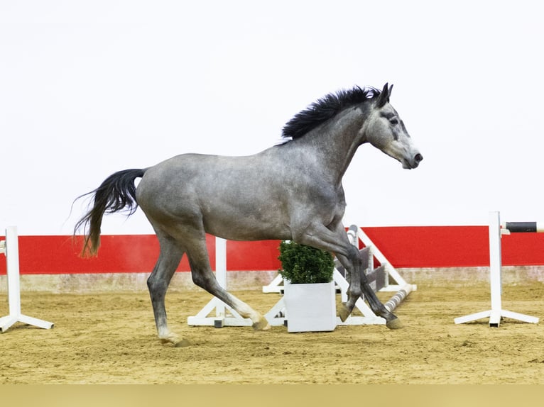 KWPN Stallone 4 Anni 163 cm Grigio pezzato in Waddinxveen
