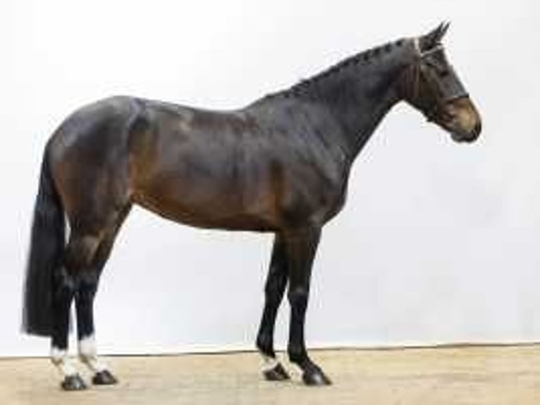 KWPN Stallone 4 Anni 165 cm Baio scuro in Waddinxveen