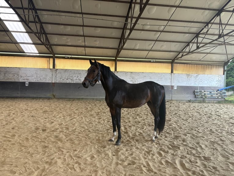 KWPN Stallone 4 Anni 166 cm Baio scuro in Hoeilaart