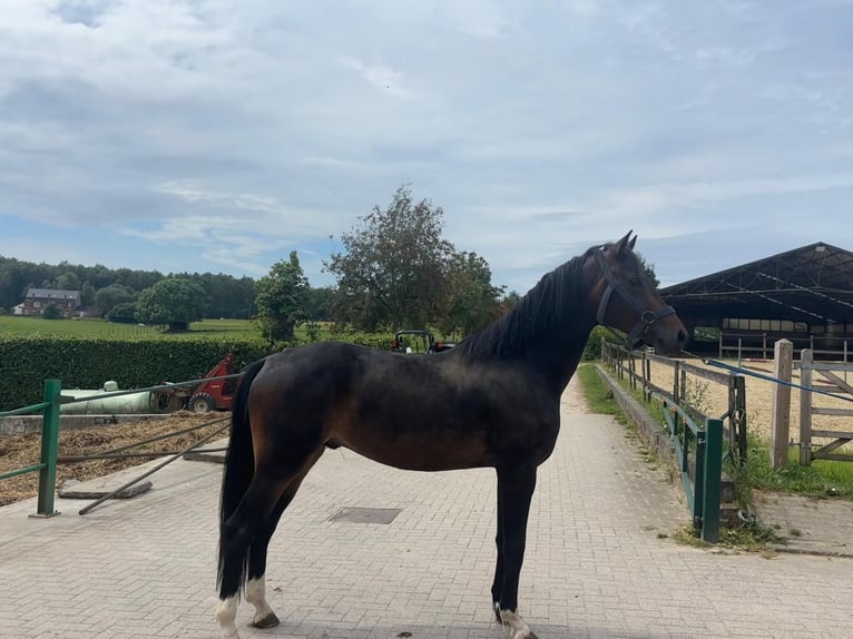 KWPN Stallone 4 Anni 166 cm Baio scuro in Hoeilaart