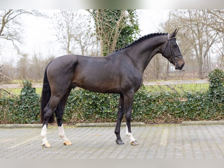 KWPN Stallone 4 Anni 166 cm  in Heerde