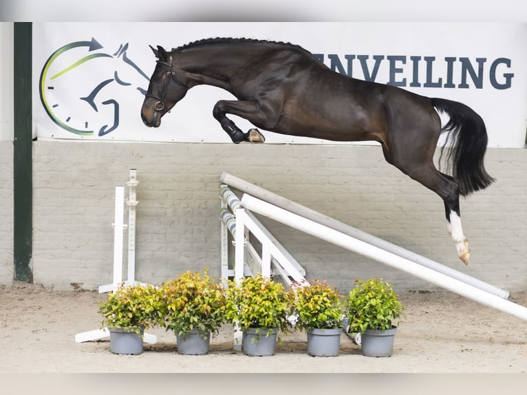 KWPN Stallone 4 Anni 166 cm  in Heerde