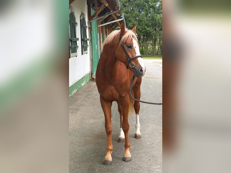 KWPN Stallone 4 Anni 168 cm Sauro in Murska Soboda