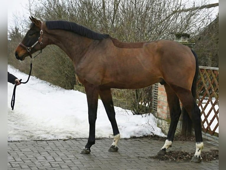 KWPN Stallone 4 Anni 169 cm Baio ciliegia in Lendava/Lendva