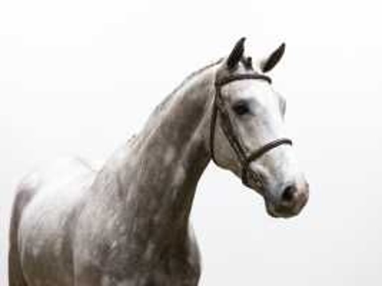 KWPN Stallone 4 Anni 169 cm Grigio in Waddinxveen