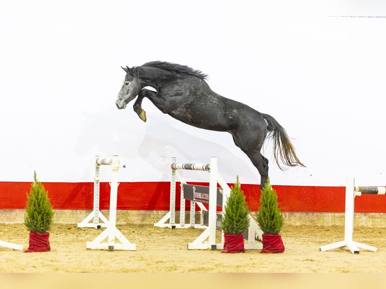 KWPN Stallone 4 Anni 169 cm Grigio in Waddinxveen