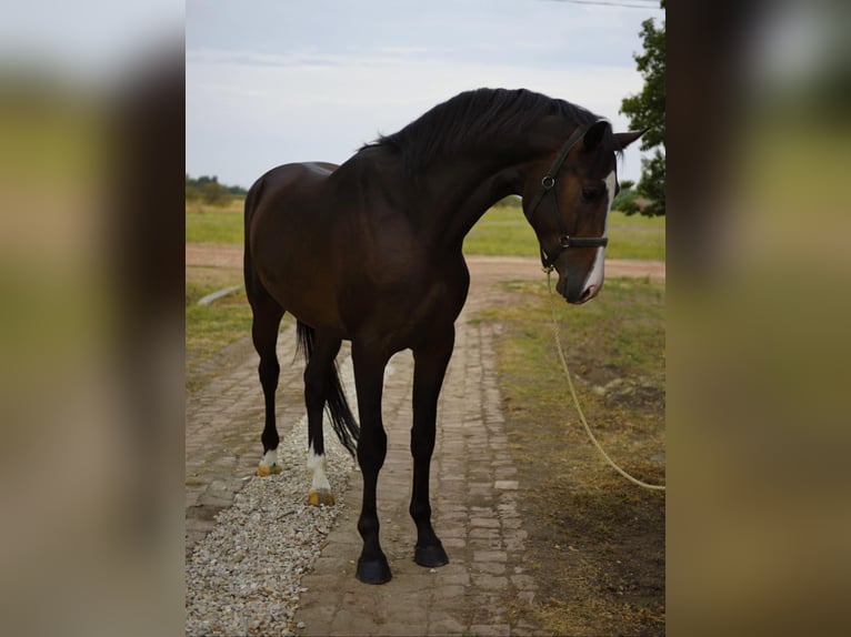 KWPN Stallone 4 Anni 170 cm Baio in Békéscsaba