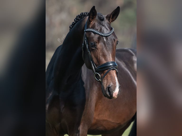 KWPN Stallone 4 Anni 170 cm in Peer