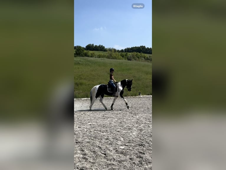 KWPN Stallone 4 Anni 170 cm Pezzato in Modena