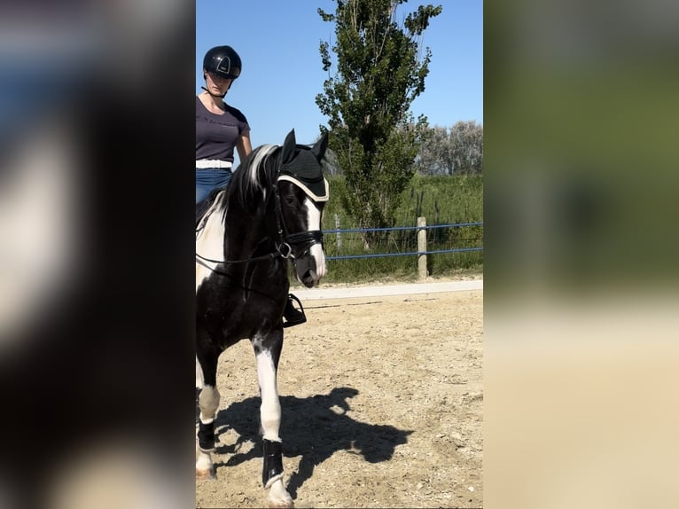 KWPN Stallone 4 Anni 170 cm Pezzato in Modena