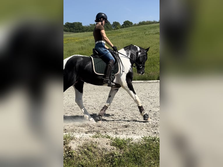 KWPN Stallone 4 Anni 170 cm Pezzato in Modena