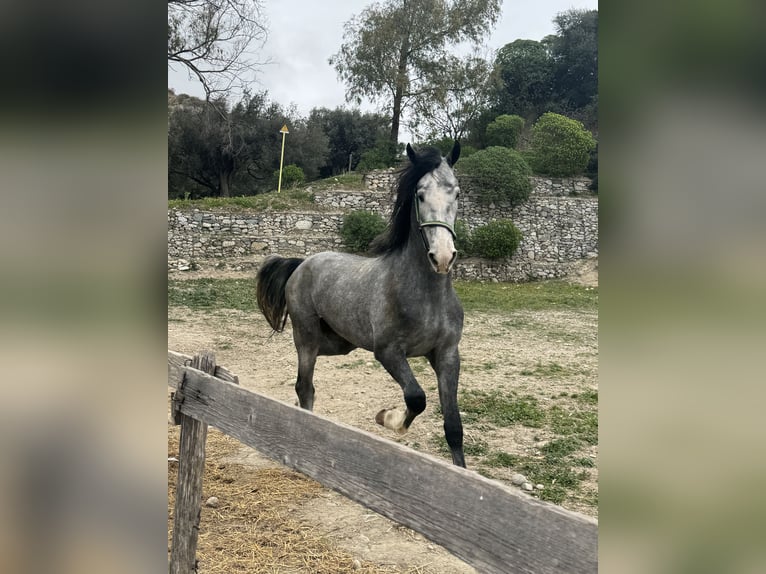 KWPN Stallone 4 Anni 172 cm Grigio in Roccella Ionica