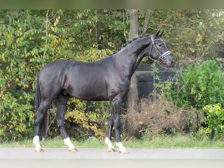 KWPN Stallone 4 Anni 172 cm Morello in Oosterhout
