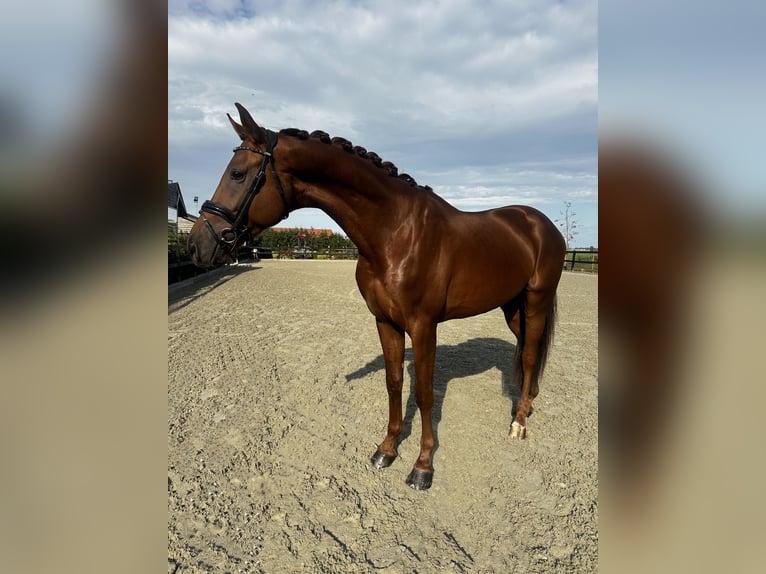 KWPN Stallone 4 Anni 172 cm Sauro in Purmer