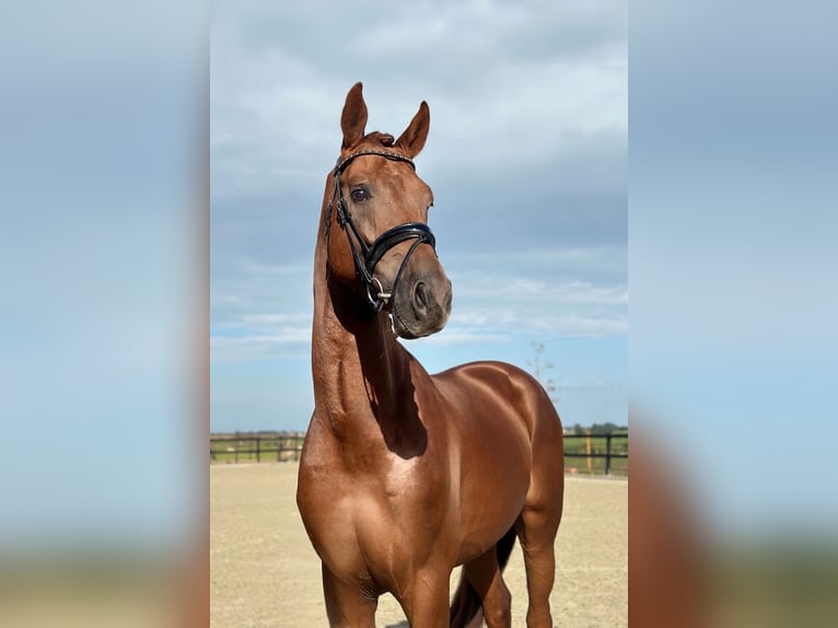 KWPN Stallone 4 Anni 172 cm Sauro in Purmer