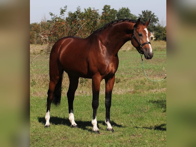 KWPN Stallone 4 Anni 173 cm Baio ciliegia in HEUVELLAND