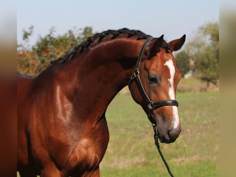 KWPN Stallone 4 Anni 173 cm Baio ciliegia in HEUVELLAND