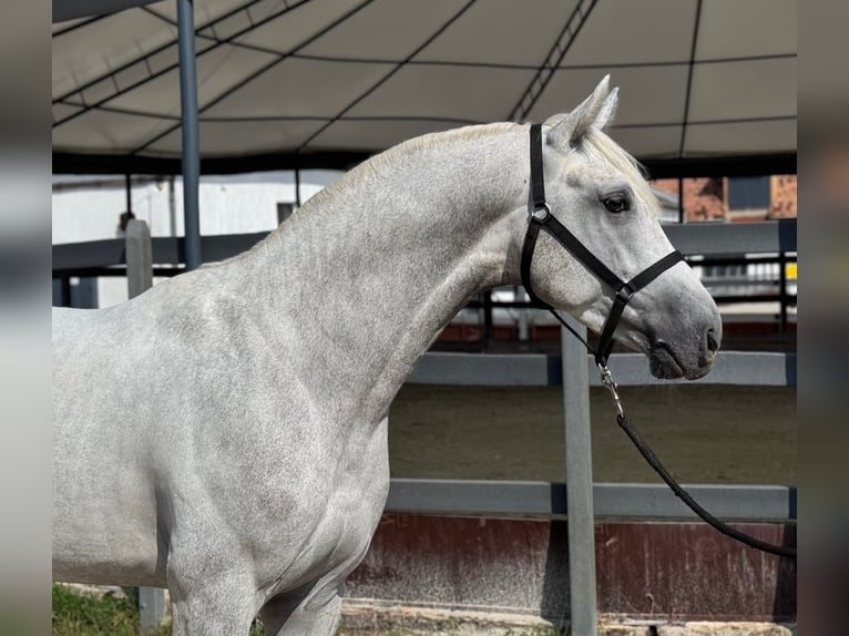 KWPN Stallone 4 Anni 173 cm Grigio in Spilsby