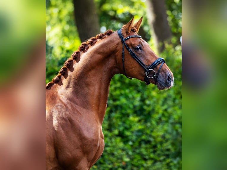KWPN Stallone 4 Anni 173 cm Sauro in Veghel