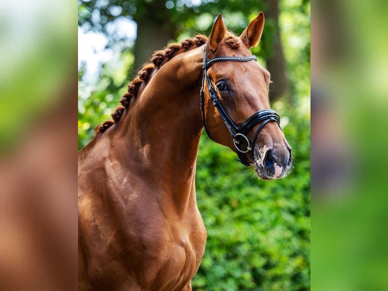KWPN Stallone 4 Anni 173 cm Sauro in Veghel