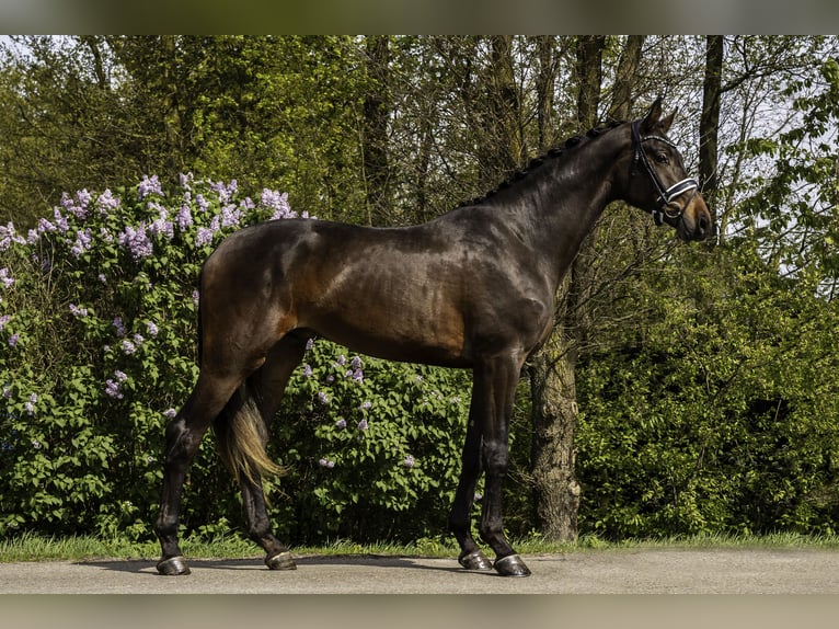 KWPN Stallone 4 Anni 174 cm Baio scuro in Oosterhout