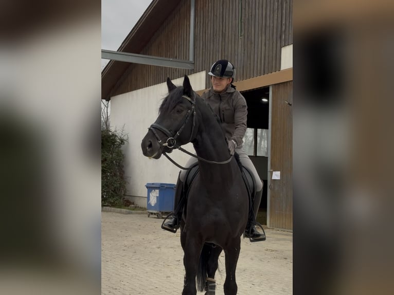 KWPN Stallone 4 Anni 175 cm Morello in Margarethen am Moos