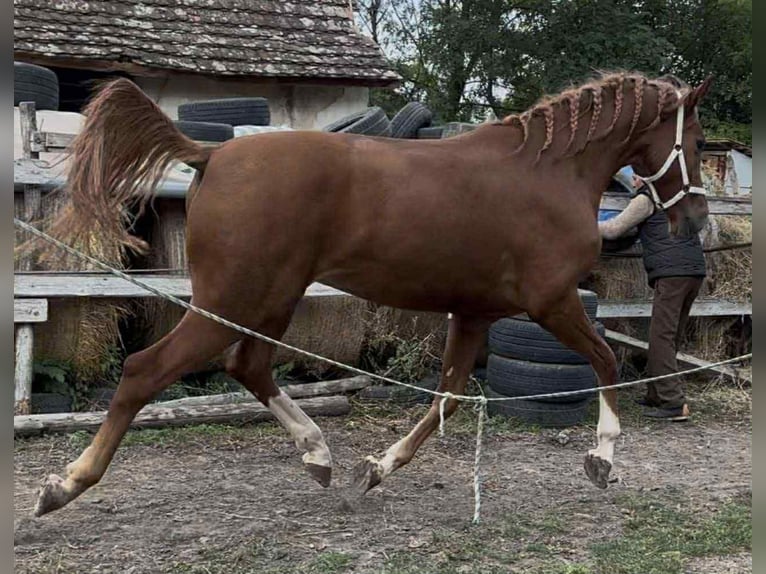KWPN Stallone 4 Anni 176 cm Sauro scuro in Gyomaendrőd