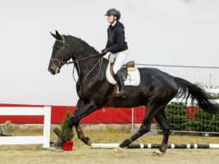 KWPN Stallone 4 Anni 178 cm Baio scuro in Waddinxveen