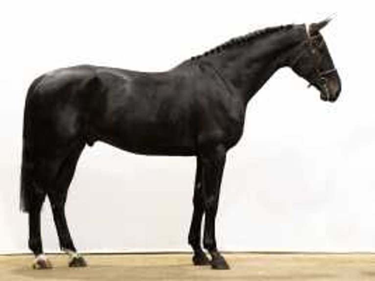 KWPN Stallone 4 Anni 178 cm Baio scuro in Waddinxveen