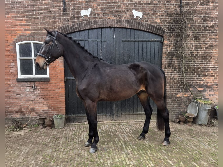 KWPN Stallone 4 Anni 180 cm Baio scuro in Werkhoven