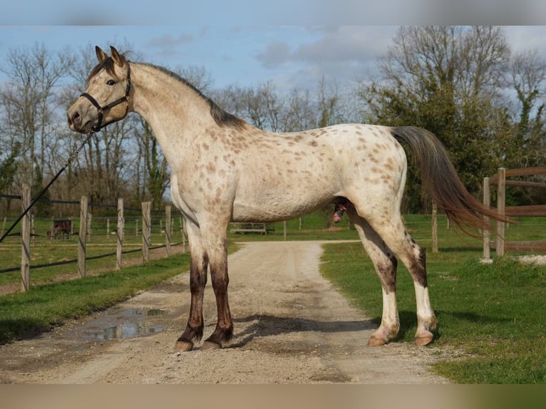 KWPN Stallone 4 Anni Leopard in Torino