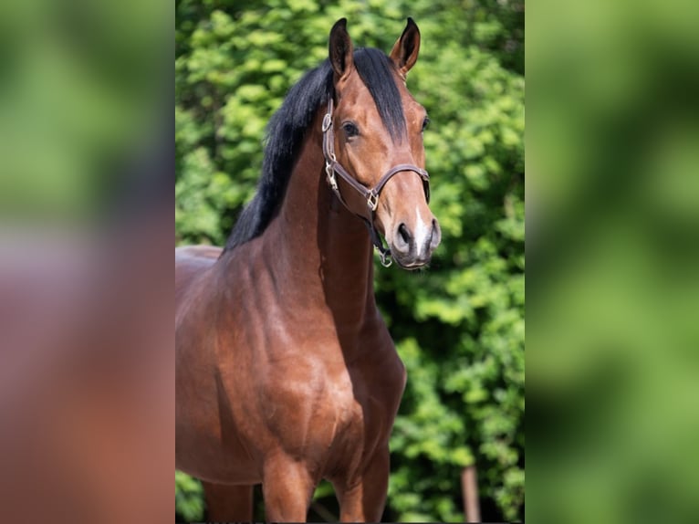KWPN Stallone 5 Anni 165 cm Baio in Königsbach-Stein
