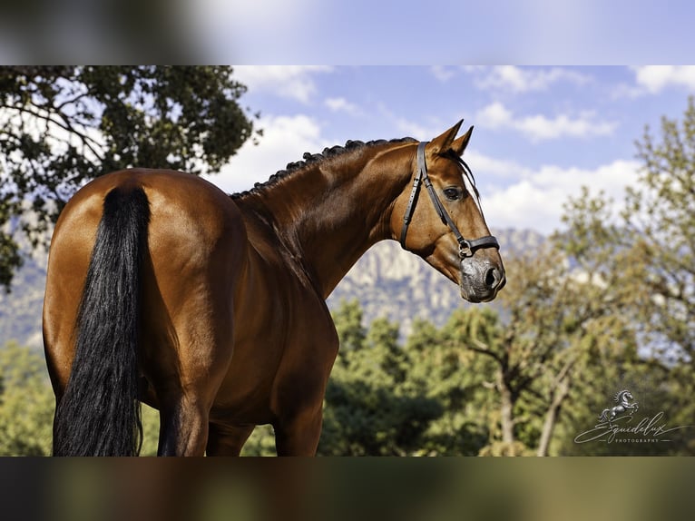 KWPN Mix Stallone 5 Anni 166 cm Baio chiaro in LA CABRERA