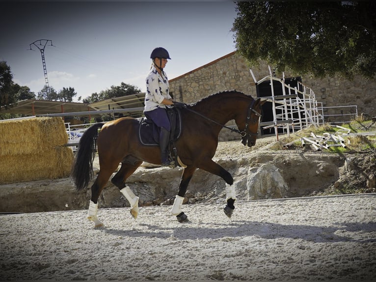 KWPN Mix Stallone 5 Anni 166 cm Baio chiaro in LA CABRERA