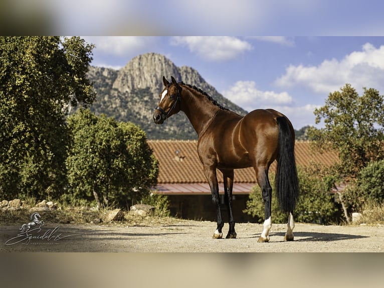 KWPN Mix Stallone 5 Anni 166 cm Baio chiaro in LA CABRERA