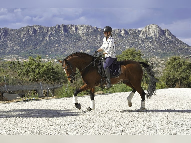 KWPN Mix Stallone 5 Anni 166 cm Baio chiaro in LA CABRERA