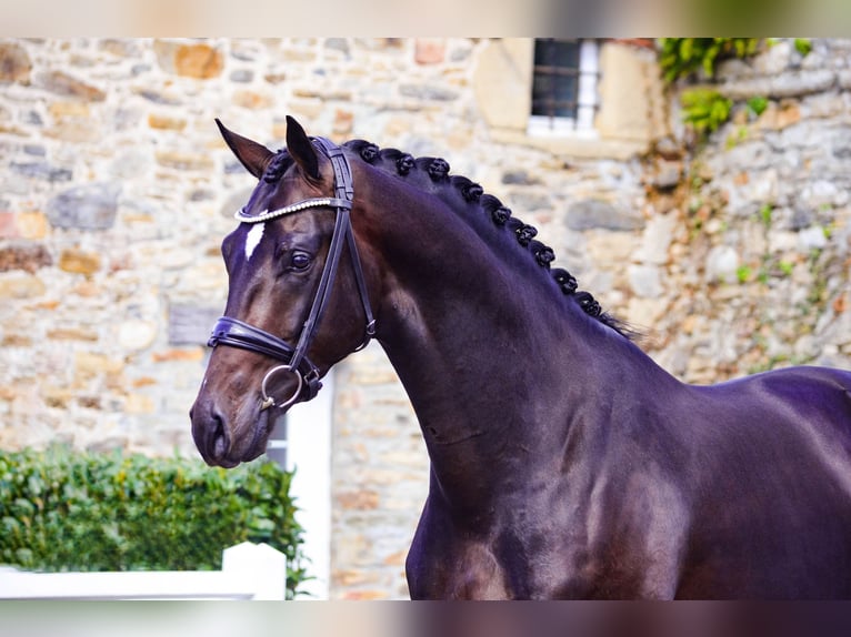 KWPN Stallone 5 Anni 167 cm Baio nero in Marigny le Lozon