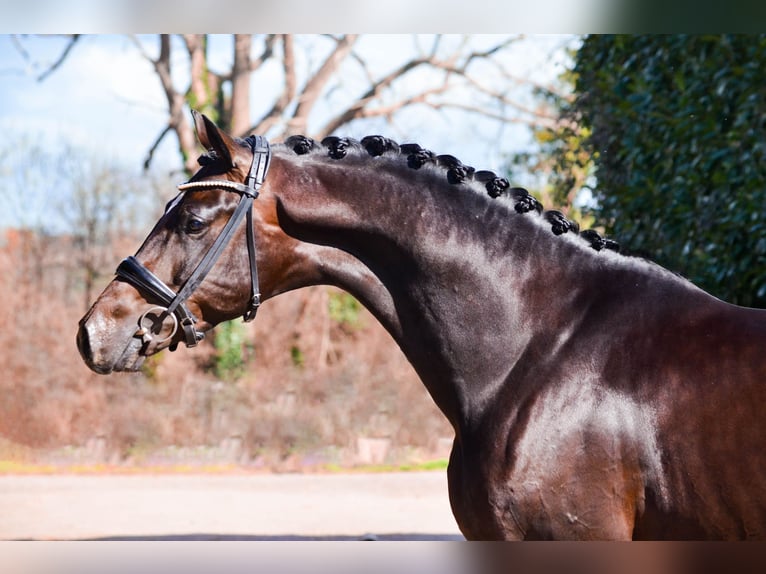 KWPN Stallone 5 Anni 167 cm Baio nero in Marigny le Lozon