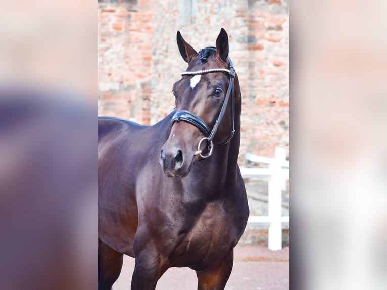 KWPN Stallone 5 Anni 167 cm Baio nero in Marigny le Lozon