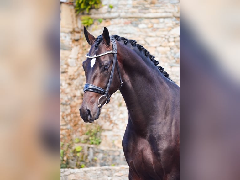 KWPN Stallone 5 Anni 167 cm Baio nero in Marigny le Lozon