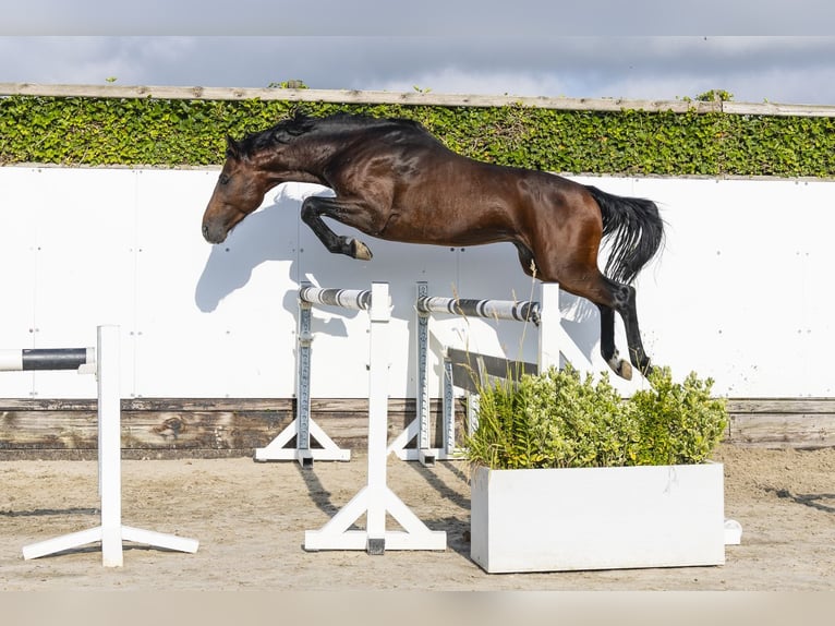 KWPN Stallone 5 Anni 168 cm Baio scuro in Waddinxveen