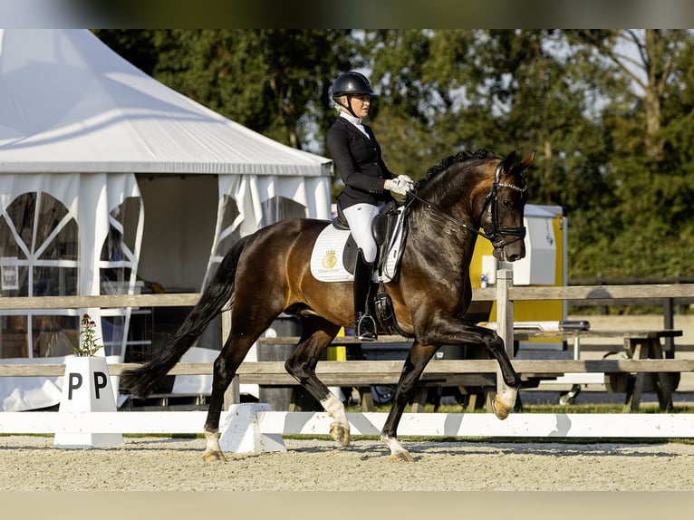 KWPN Stallone 5 Anni 169 cm Sauro in Aalsmeer