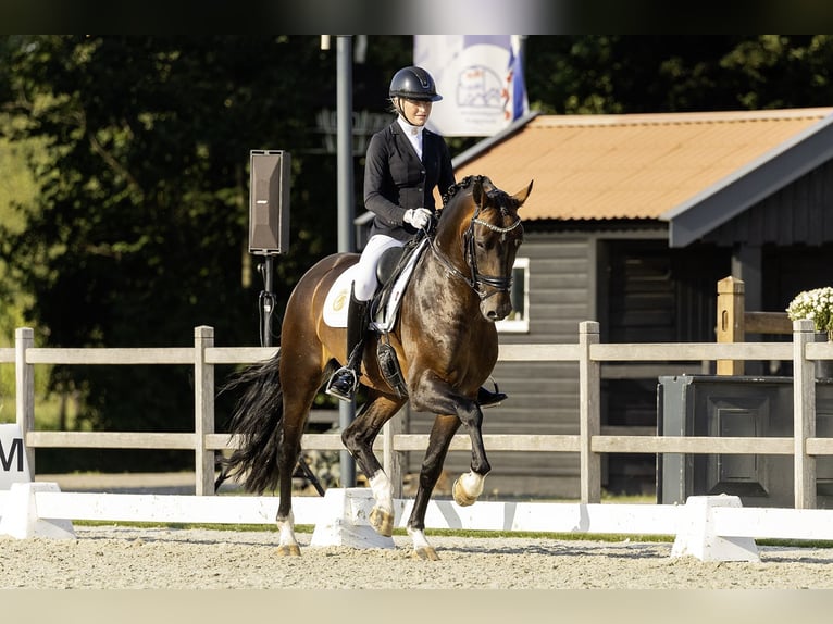 KWPN Stallone 5 Anni 169 cm Sauro in Aalsmeer