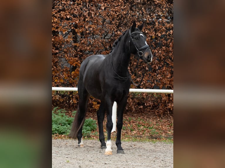 KWPN Stallone 5 Anni 173 cm Baio nero in Aachen