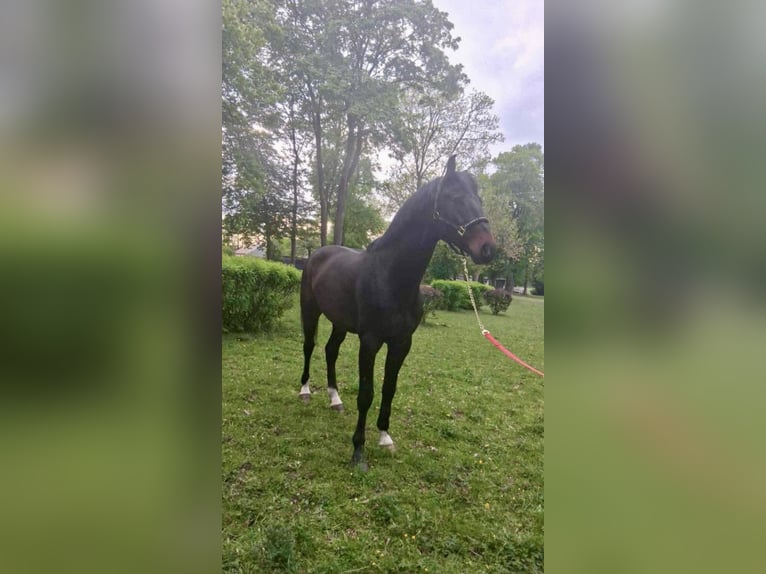 KWPN Stallone 5 Anni 175 cm Baio in Opoczno