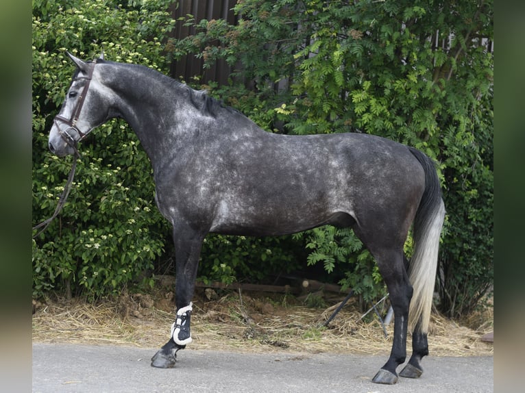 KWPN Stallone 5 Anni 175 cm Grigio pezzato in Geilenkirchen
