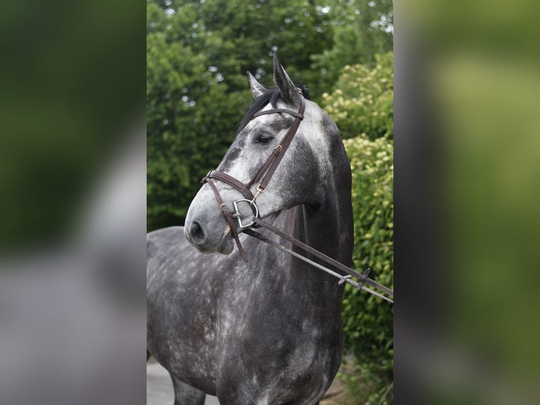 KWPN Stallone 5 Anni 175 cm Grigio pezzato in Geilenkirchen